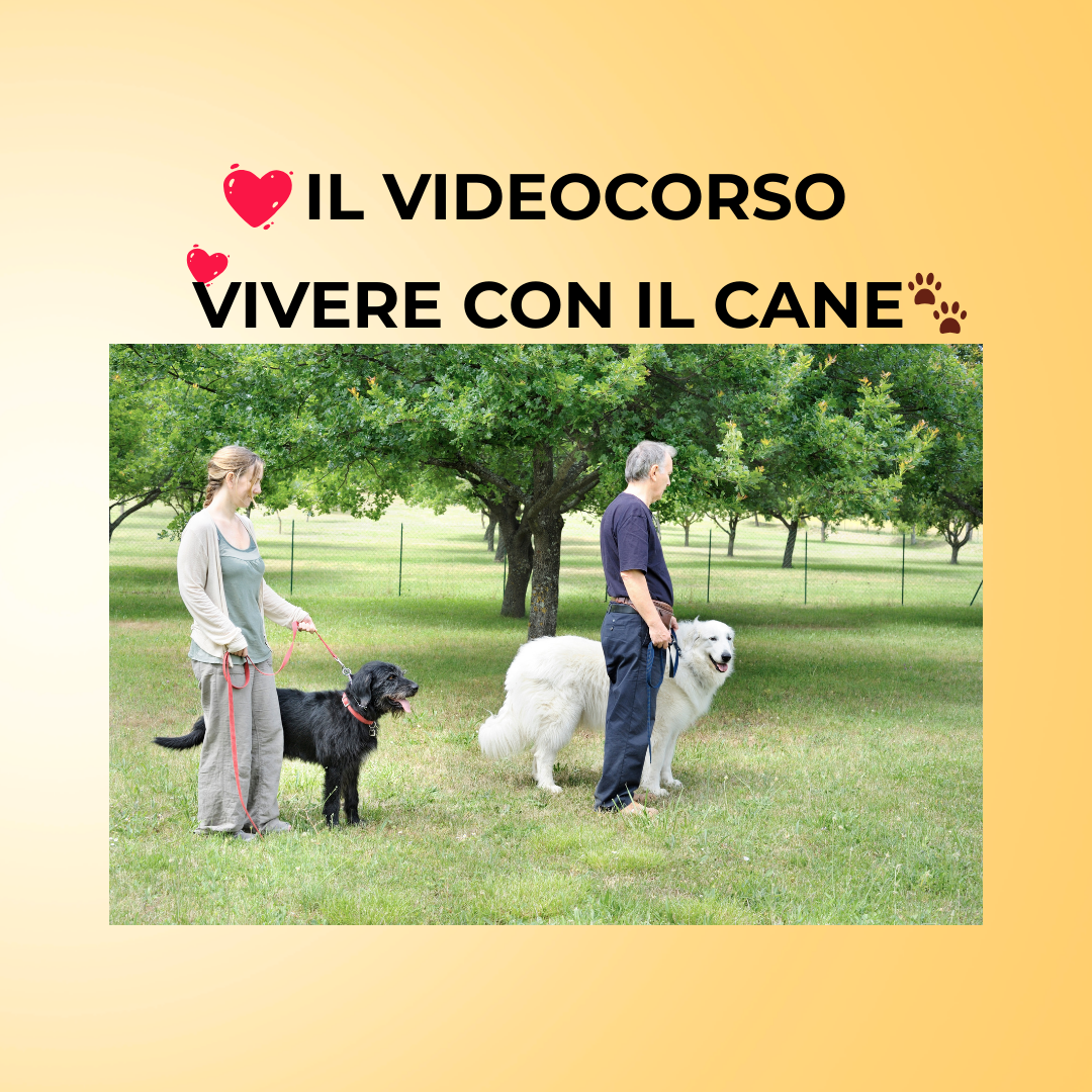 🌟 VIVERE CON IL CANE NON È MAI STATO COSÌ SEMPLICE
